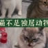 热门猫片解析：辟谣！猫咪不是独居动物…