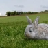 【创作】兔子