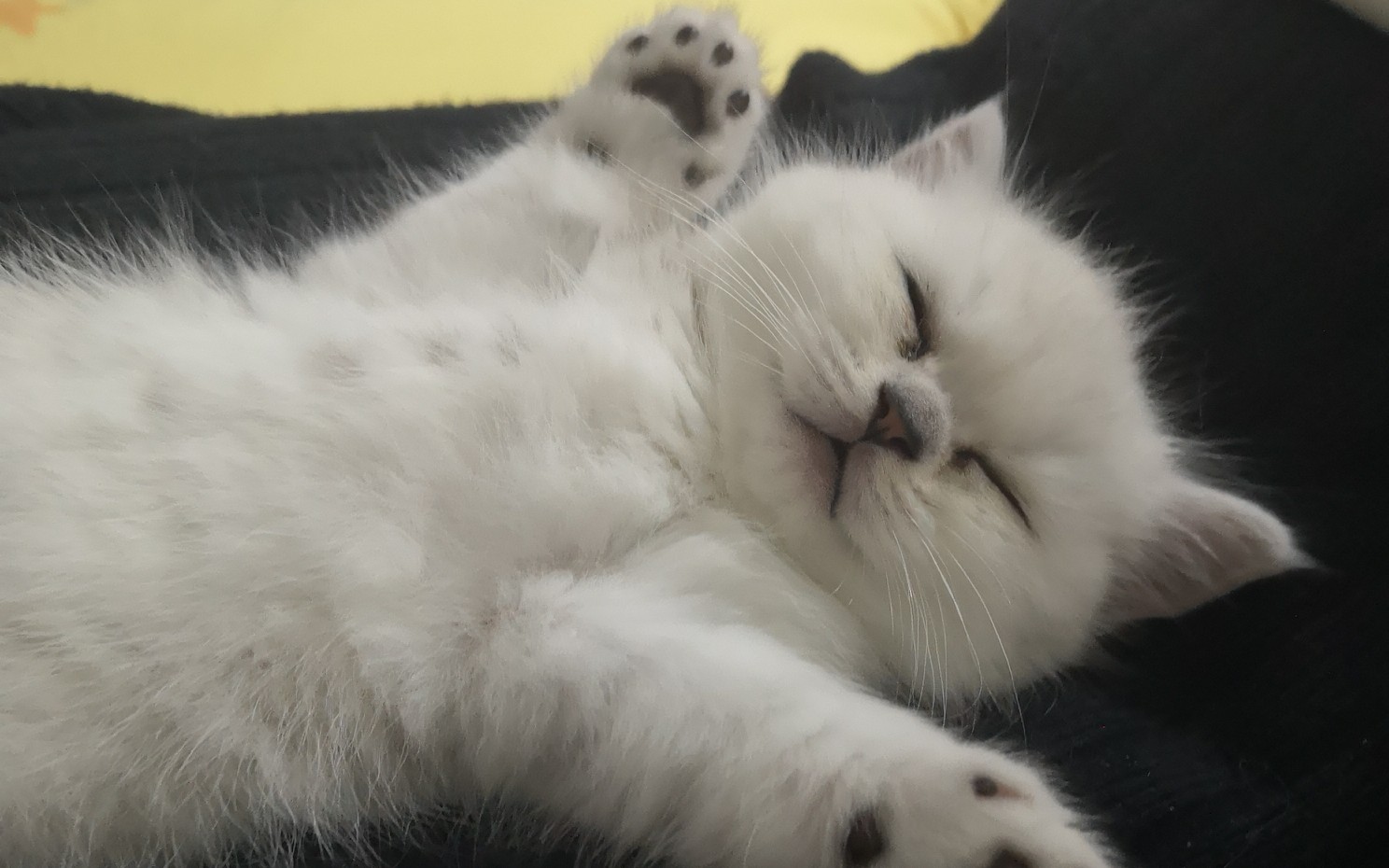 【金吉拉,美短】丧心病狂!这个怪阿姨居然围观小奶猫拉臭臭!