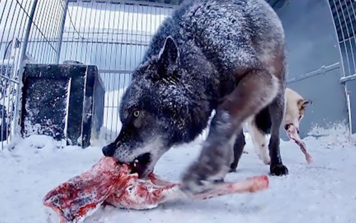 大黑狼吃羊肉时有多凶猛？