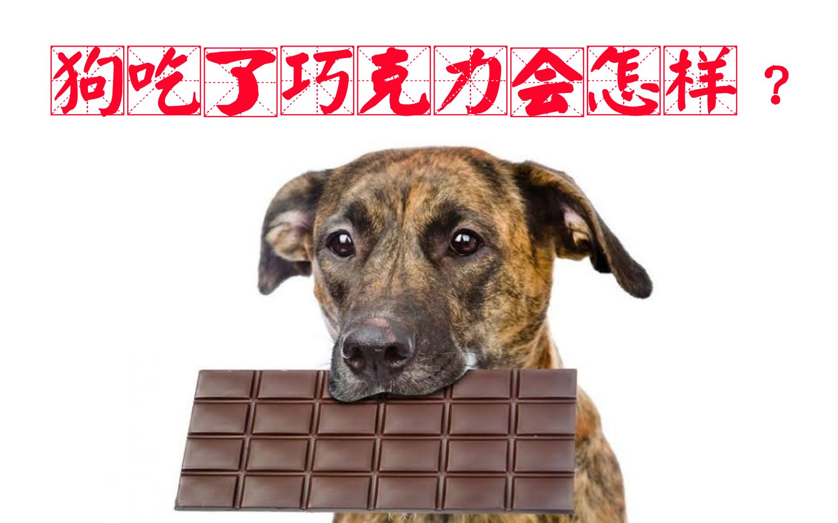 狗狗误食巧克力会致命，知道这3点，你能帮它争取多一点生机！_生活