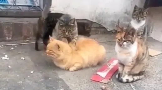 猫大哥