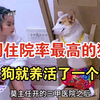 一只能够养活三甲医院的狗，你确定不了解一下吗