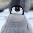 【卡哇伊丨企鹅贝贝】谁能抗拒小企鹅的魅力呢