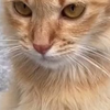 【vlog】可爱的猫