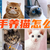 新手养猫该选什么品种？10个常见品种优缺点概括