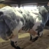 比利时蓝牛 肌肉感爆棚的牛品种