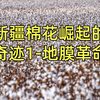 123-新疆棉花崛起的奇迹1-小小地膜怎样帮助新疆棉花产业起崛起