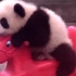 【骑木马】熊猫幼崽跟人类幼仔有什么区别？——熊猫（156）