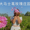 古丽：极品玫瑰，新疆大马士革！女人的美容养颜珍品