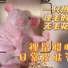 无毛花枝鼠腊腊：我理毛吗？过程真是干净又卫生