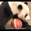 [中文字幕] 为了大熊猫二世，时刻准备着 | 动物农场