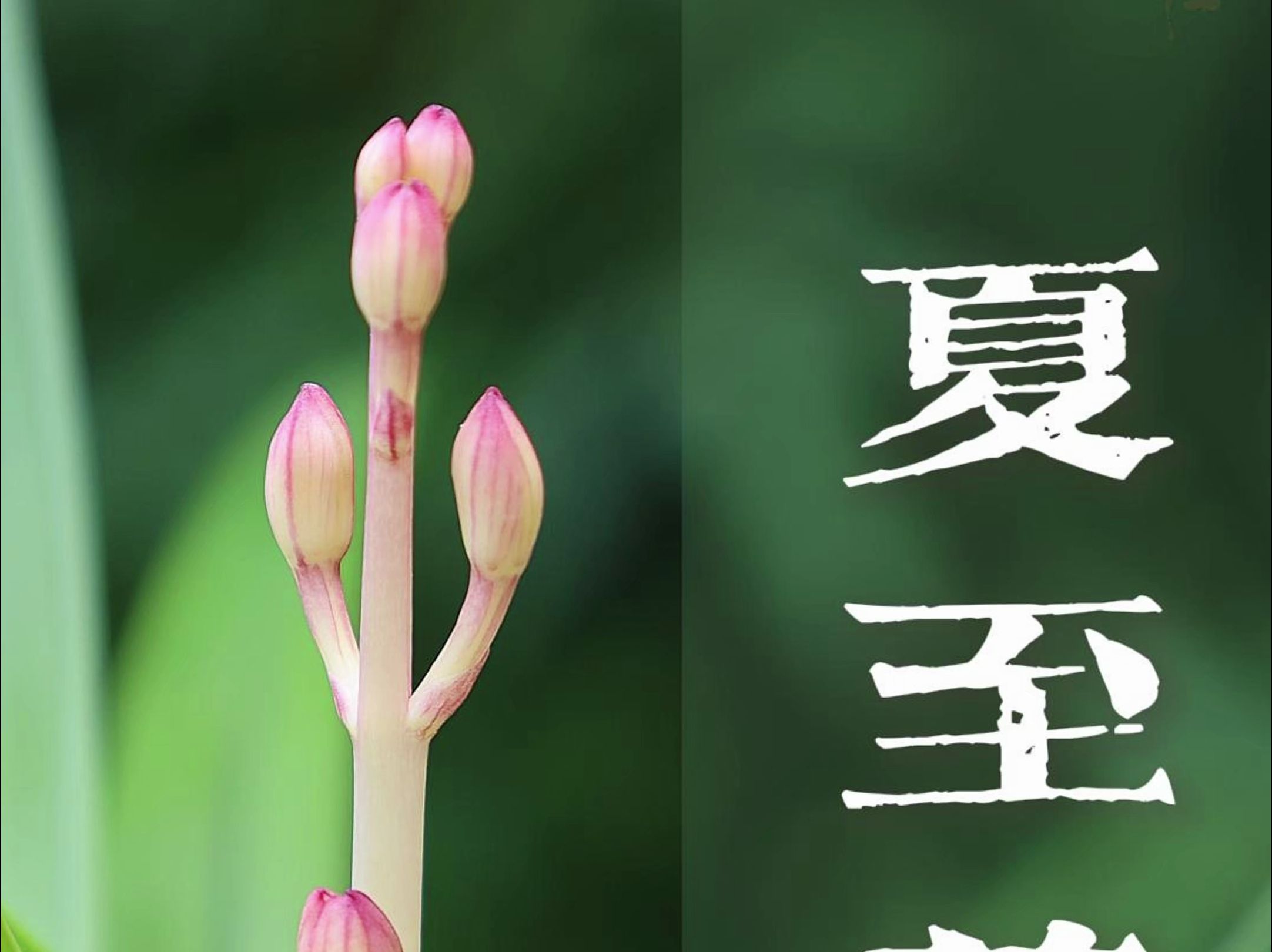 「 我在桐庐种兰花 」24节气之夏至养兰