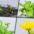 【延时摄影】万寿菊是如何从发芽生长到开花的？
