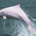 【中华白海豚】看，“美人鱼”跃出水面啦！