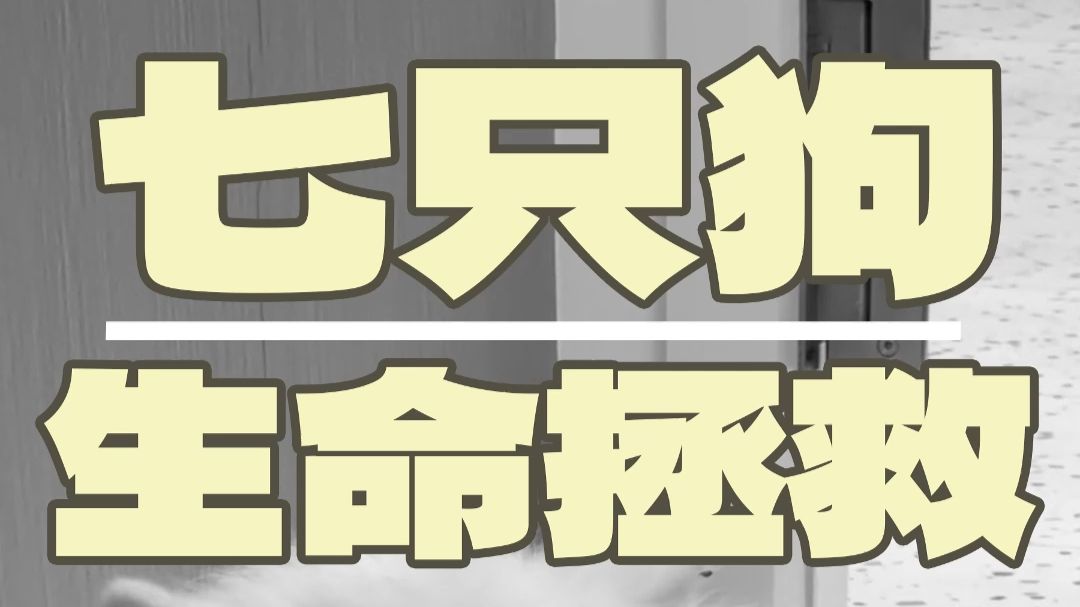 屠宰场买下的七只病狗，最后怎么样了？