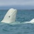 【纪录片】幼年白鲸的呼唤