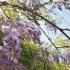 天后宫的紫藤花