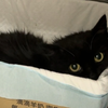 一只脱肛的猫，一条令人腚疼的视频