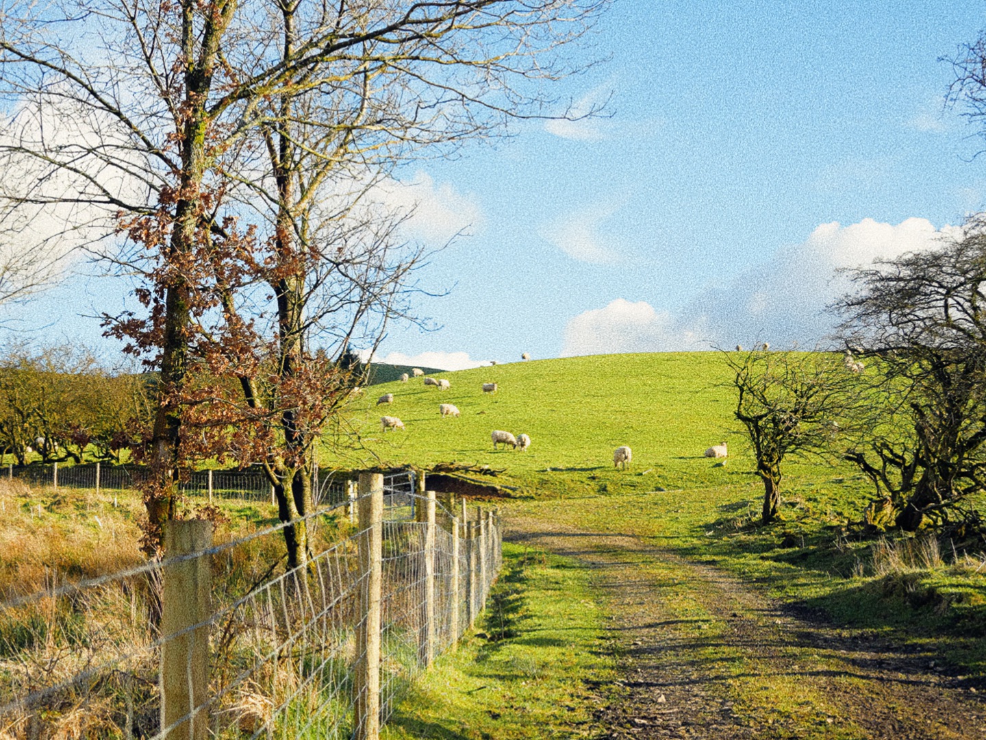 住在英国乡村，田园治愈慢生活 British Vlog | Countryside Walk
