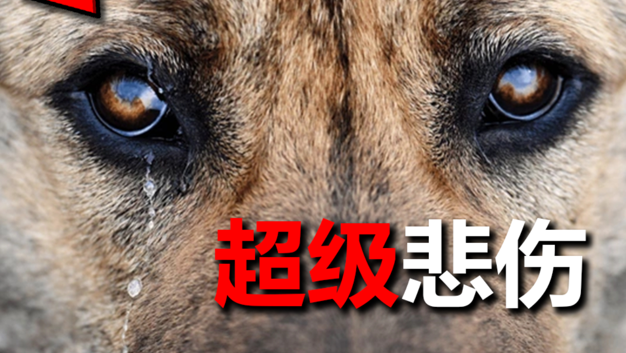 看完不心碎，你来打我