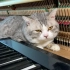 肥猫的摇篮曲-喵爱钢琴按摩