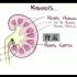 【人解三分钟】最全泌尿系统结构解析：从肾脏到膀胱到输尿管，一起看看尿液的旅行路线⑧