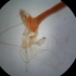 显微镜下水螅捕食水蚤的珍贵影像~