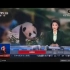 央视报道BLACKPINK非法触摸大熊猫事件［20201106］