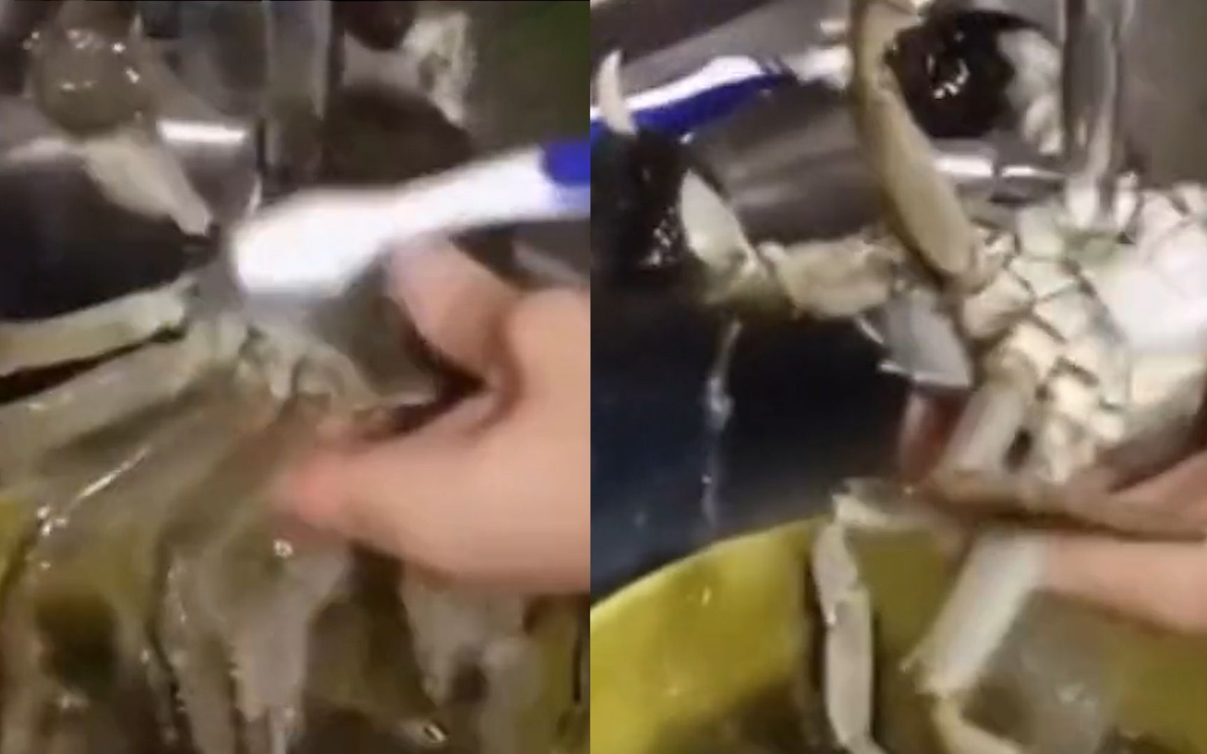 女子洗螃蟹神操作，巧妙解决螃蟹夹手问题：两把刷子看呆网友
