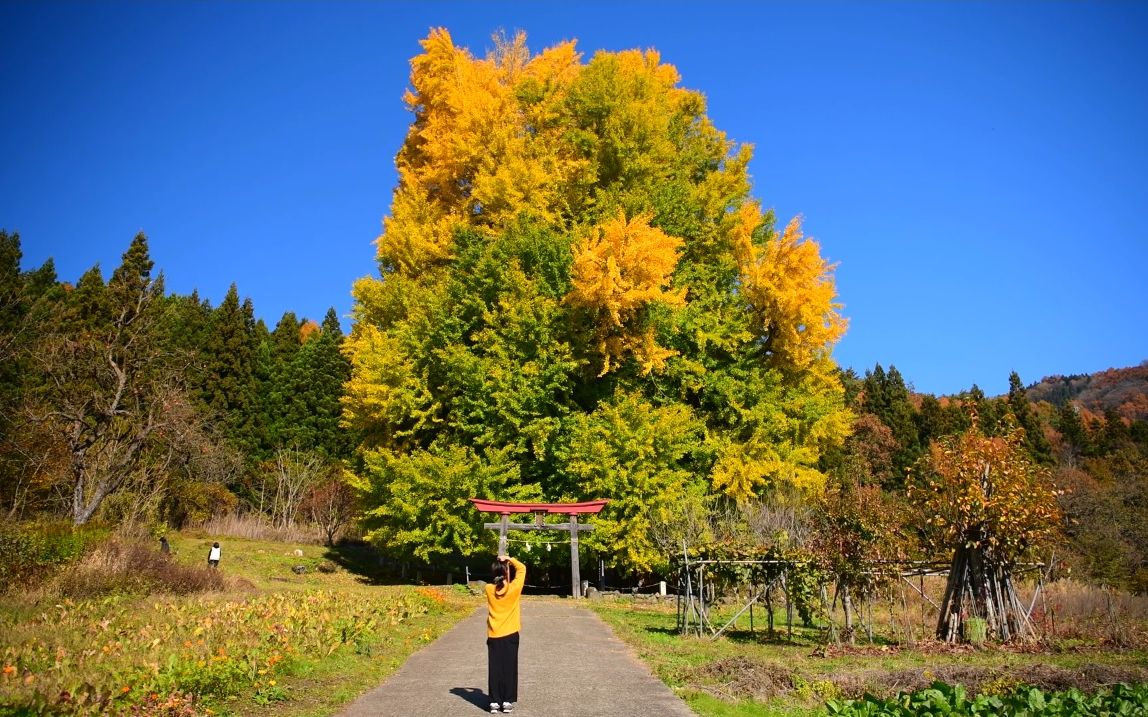 【超清日本】第一视角 神户的大银杏树在蓝天下闪耀 (1080P高清版) 2021.11