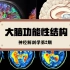 神经解剖学第2期 | 干货大脑解剖结构 左脑理性右脑感性？ 裂脑实验