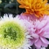 十大菊花珍贵品种