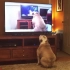 当狗狗从电视里看到自己在看电视...
