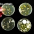 如何培养细菌
