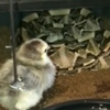 犀角嘶蝰捕食雏鸡