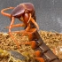 东亚钳蝎的毒性有多强？红龙蜈蚣能扛得住吗？