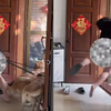 男子被狗狗扒掉裤子，连人瞬间被拖拽出去嘶吼求救，院里一幕高能