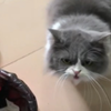 留守小猫咪对待上门帮喂养的小姐姐这么凶的吗