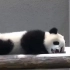 天气太热了, 大熊猫宝宝待在空调旁就不愿走。