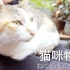 【猫咪物语】自制版—7分40秒抱喵福利(๑◕ܫ￩๑)b