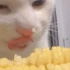 沉浸式啃玉米的喵那么可爱的猫猫肯定没有丑照