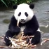【大熊猫】乔伊吃笋笋：又乖又美的小仙女