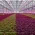 自动化生菜育苗种植，智能玻璃温室大棚#智能温室 #玻璃温室