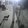 监控：夫妻半夜听到动静，赶紧出门查看，监控还原真相过程