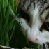 【田园猫】耗巨资给猫种了满满一盒猫草