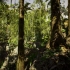 【UE4场景分享】雨林场景 | Low Poly Rainforest Pack | 虚幻4