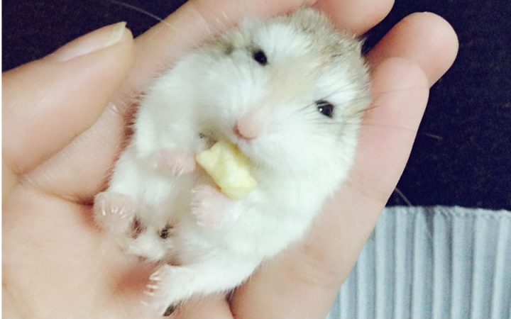 【豆浆☆】仓鼠老公公躺手(`)日常的卖萌