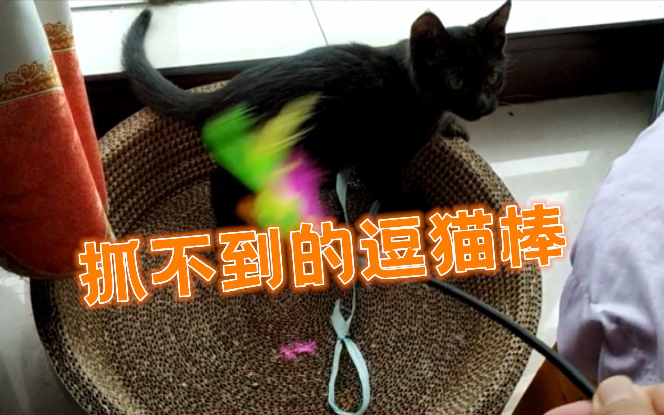 【煤球vlog2】抓不到的逗猫棒