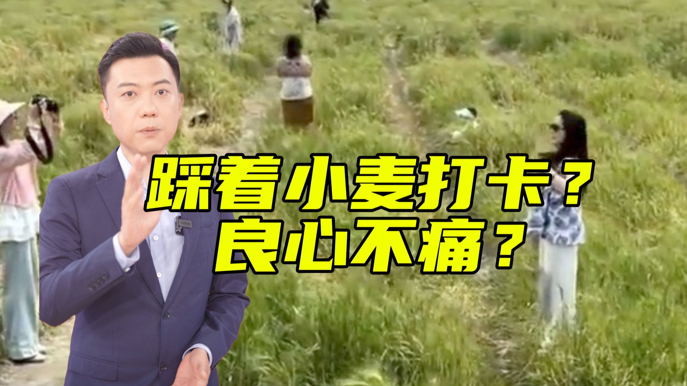“网红”麦田被游客踩踏？！如何看待？【主播说三农】